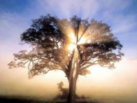 /album/cuidar-los-arboles-es-mi-compromiso-con-el-mundo/arbol-7-png/